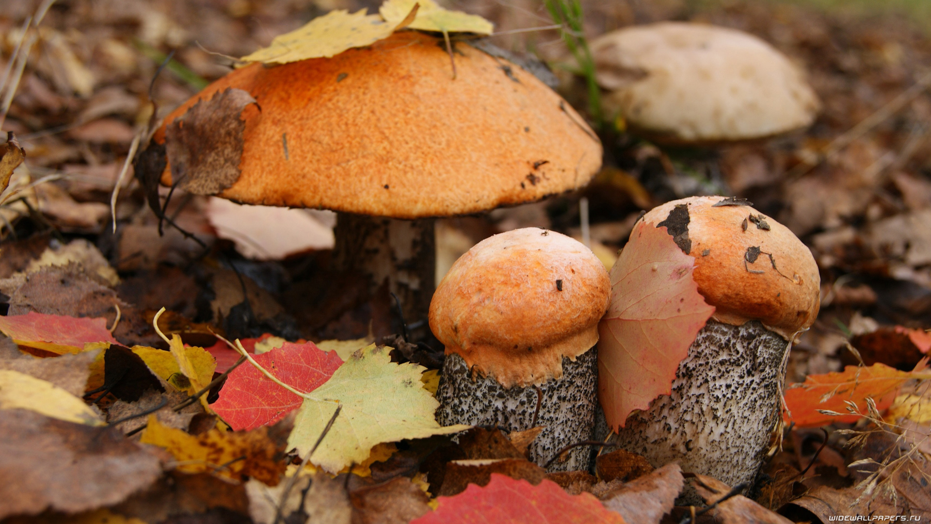 Весенние грибы Башкирии съедобные