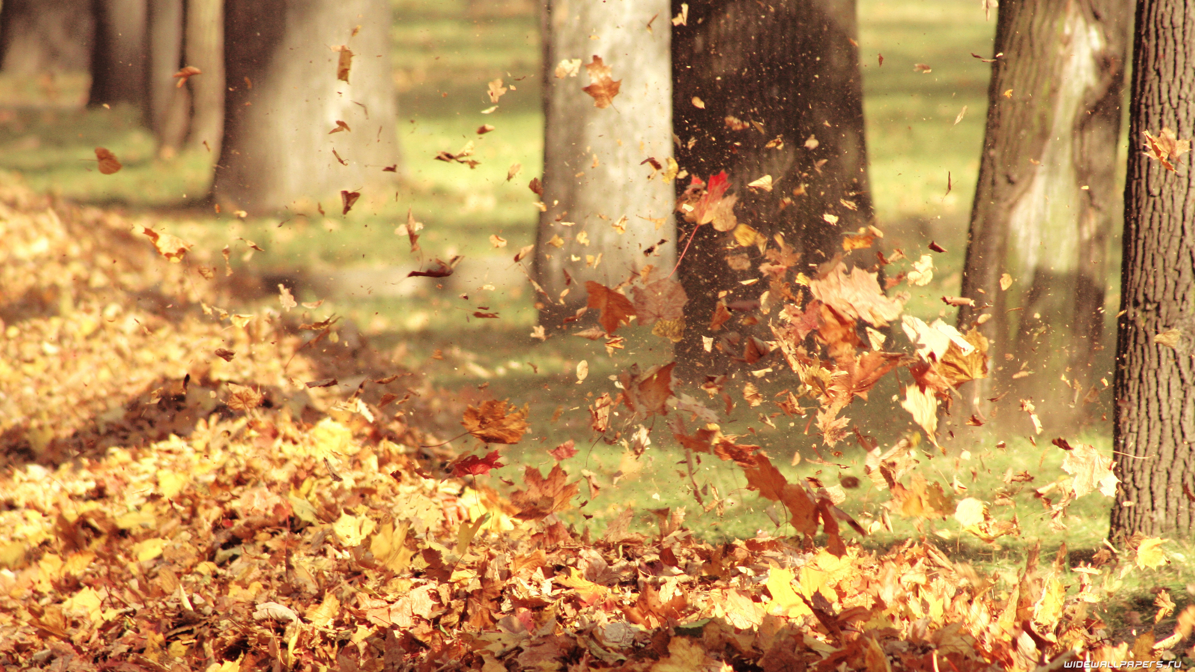 картинки с днем шуршания листьев